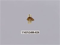 藏品(暗良苔蛾)的圖片